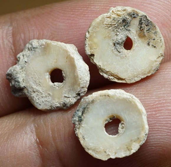 ลูกปัดเปลือกหอยโบราณ ยุคก่อนประวัติศาสตร์ อายุประมาณ 3000-5000 ปีก่อน